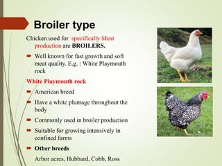 Broiler type
Chicken used for specifically Meat
production are BROILERS.
 Well known for fast growth and soft
meat quality. E.g. : White Playmouth
rock
White Playmouth rock
 American breed
 Have a white plumage throughout the
body
 Commonly used in broiler production
 Suitable for growing intensively in
confined farms
 Other breeds
Arbor acres, Hubbard, Cobb, Ross
 