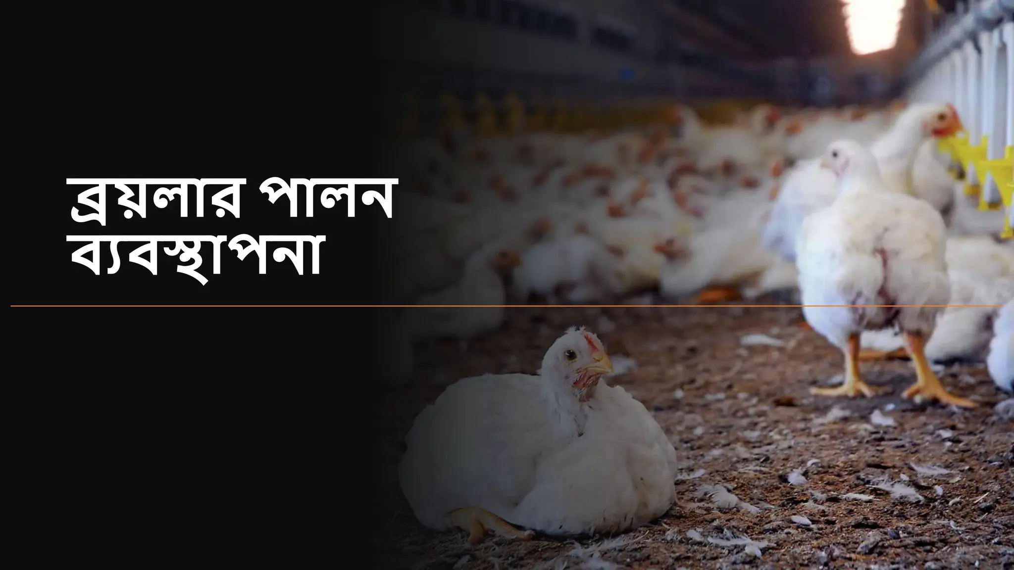 broiler-farming-in-rural-perspective-bangla-version-pptx