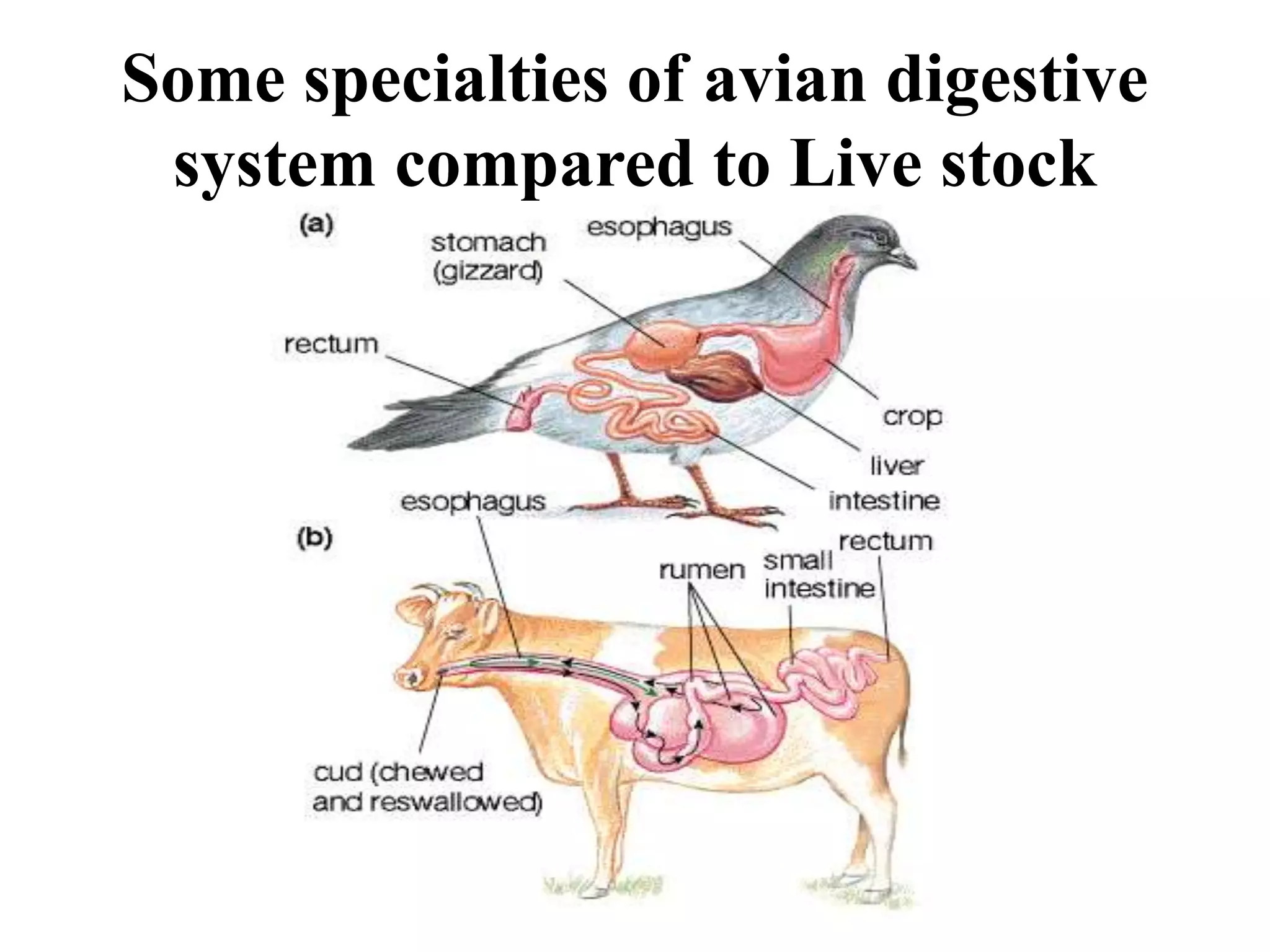 digestive system of Poultry | PPTX