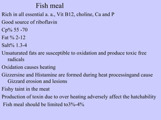 Fish meal
Rich in all essential a. a., Vit B12, choline, Ca and P
Good source of riboflavin
Cp% 55 -70
Fat % 2-12
Salt% 1.3-4
Unsaturated fats are susceptible to oxidation and produce toxic free
radicals
Oxidation causes heating
Gizzersine and Histamine are formed during heat processingand cause
Gizzard erosion and lesions
Fishy taint in the meat
Production of toxin due to over heating adversely affect the hatchability
Fish meal should be limited to3%-4%
 