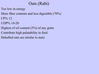 Oats (Rabi)
Too low in energy
More fiber contents and less digestible (70%)
CP% 12
UDP% 14-20
Highest of oil content (5%) of any grain
Contribute high palatability to feed
Dehulled oats are similar to maiz
 