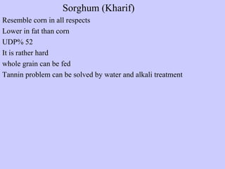 Sorghum (Kharif)
Resemble corn in all respects
Lower in fat than corn
UDP% 52
It is rather hard
whole grain can be fed
Tannin problem can be solved by water and alkali treatment
 