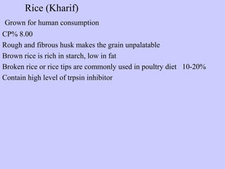 Rice (Kharif)
Grown for human consumption
CP% 8.00
Rough and fibrous husk makes the grain unpalatable
Brown rice is rich in starch, low in fat
Broken rice or rice tips are commonly used in poultry diet 10-20%
Contain high level of trpsin inhibitor
 