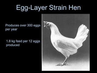 Egg-Layer Strain Hen
Produces over 300 eggs
per year
1.8 kg feed per 12 eggs
produced
 