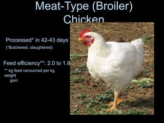 Meat-Type (Broiler)
Chicken
Processed* in 42-43 days
Feed efficiency**: 2.0 to 1.8
(*Butchered, slaughtered)
** kg feed consumed per kg
weight
gain
 