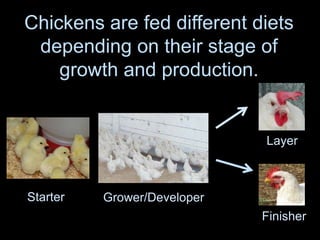 Chickens are fed different diets
depending on their stage of
growth and production.
Starter Grower/Developer
Layer
Finisher
 