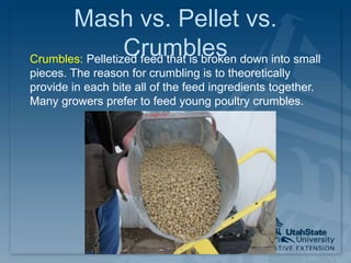 Mash vs. Pellet vs.
CrumblesCrumbles: Pelletized feed that is broken down into small
pieces. The reason for crumbling is to theoretically
provide in each bite all of the feed ingredients together.
Many growers prefer to feed young poultry crumbles.
 