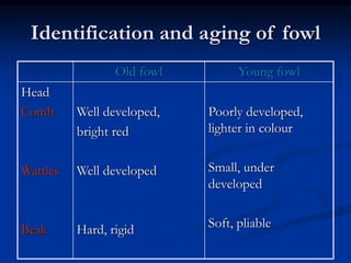 Identification and aging of fowl
Young fowl
Old fowl
Poorly developed,
lighter in colour
Small, under
developed
Soft, pliable
Well developed,
bright red
Well developed
Hard, rigid
Head
Comb
Wattles
Beak
 