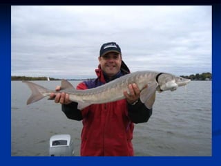 Poultry & fish inspection           .ppt