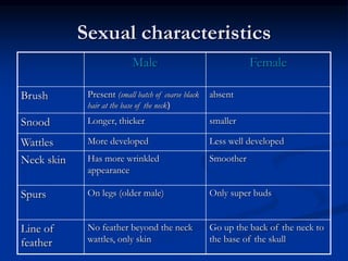 Sexual characteristics
Female
Male
absent
Present (small batch of coarse black
hair at the base of the neck(
Brush
smaller
Longer, thicker
Snood
Less well developed
More developed
Wattles
Smoother
Has more wrinkled
appearance
Neck skin
Only super buds
On legs (older male)
Spurs
Go up the back of the neck to
the base of the skull
No feather beyond the neck
wattles, only skin
Line of
feather
 