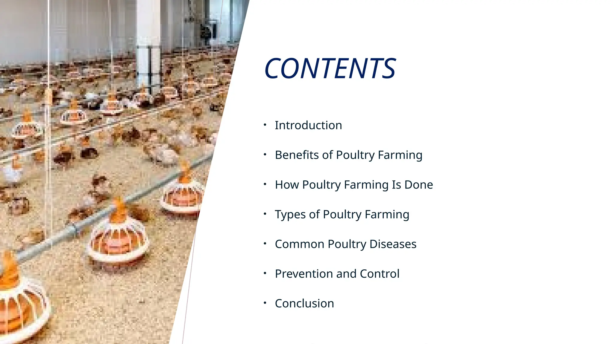 Poultry Framing in India from Start to End | PPTX