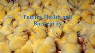 Poultry Health and
Biosecurity
 