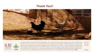 Improving animal health services to village poultry production systems in Ghana and Tanzania