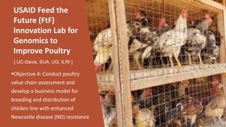 Improving animal health services to village poultry production systems in Ghana and Tanzania