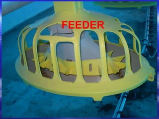 FEEDER
 