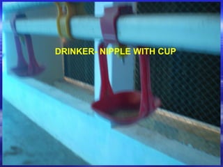 DRINKER- NIPPLE WITH CUP
 