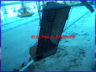 ELECTRICAL BROODER
 