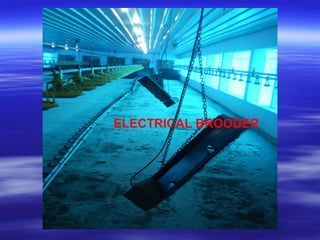 ELECTRICAL BROODER
 