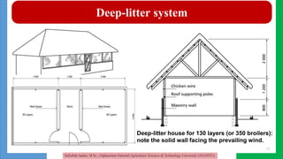 Poultry housing management and shelter Management | PPTX