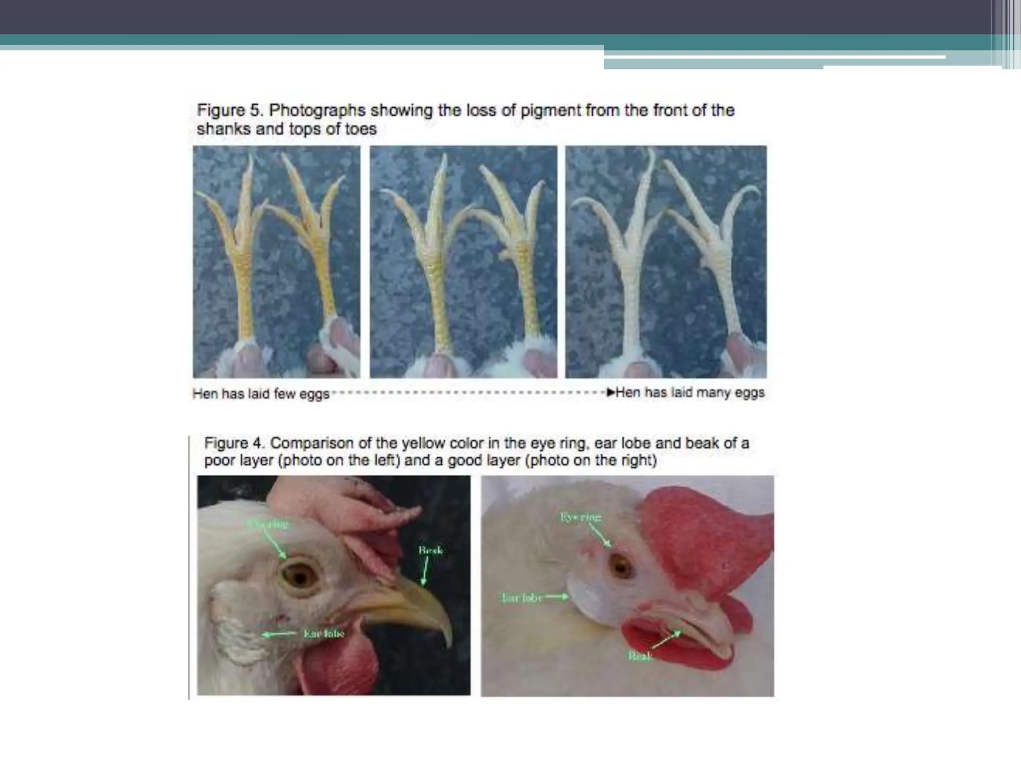 Poultry Production - How to Raise a Chicken.ppt