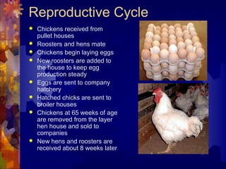 Reproductive Cycle
 Chickens received from
pullet houses
 Roosters and hens mate
 Chickens begin laying eggs
 New roosters are added to
the house to keep egg
production steady
 Eggs are sent to company
hatchery
 Hatched chicks are sent to
broiler houses
 Chickens at 65 weeks of age
are removed from the layer
hen house and sold to
companies
 New hens and roosters are
received about 8 weeks later
 