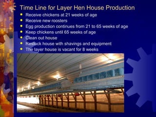 Time Line for Layer Hen House Production
 Receive chickens at 21 weeks of age
 Receive new roosters
 Egg production continues from 21 to 65 weeks of age
 Keep chickens until 65 weeks of age
 Clean out house
 Restock house with shavings and equipment
 The layer house is vacant for 8 weeks
 