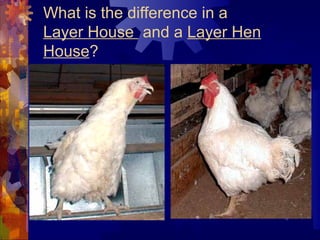 What is the difference in a
Layer House and a Layer Hen
House?
 