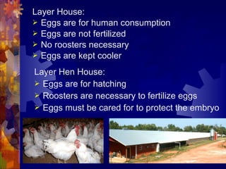 Layer House:
 Eggs are for human consumption
 Eggs are not fertilized
 No roosters necessary
 Eggs are kept cooler
Layer Hen House:
 Eggs are for hatching
 Roosters are necessary to fertilize eggs
 Eggs must be cared for to protect the embryo
 