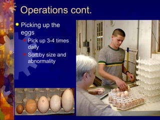 Operations cont.
 Picking up the
eggs
 Pick up 3-4 times
daily
 Sort by size and
abnormality
 