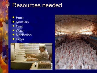 Resources needed
 Hens
 Roosters
 Feed
 Water
 Medication
 Labor
 