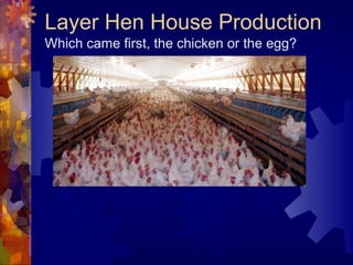 Layer Hen House Production
Which came first, the chicken or the egg?
 