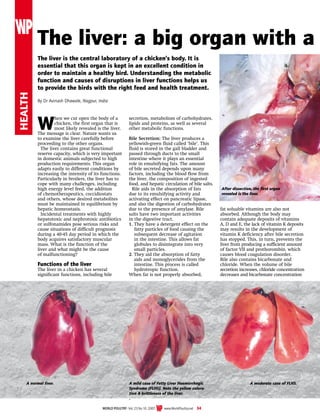 health
WORLD POULTRY - Vol. 23 No 10. 2007 www.WorldPoultry.net 34
The liver: a big organ with a
The liver is the central laboratory of a chicken’s body. It is
essential that this organ is kept in an excellent condition in
order to maintain a healthy bird. Understanding the metabolic
function and causes of disruptions in liver functions helps us
to provide the birds with the right feed and health treatment.
By Dr Avinash Dhawale, Nagpur, India
W
hen we cut open the body of a
chicken, the first organ that is
most likely revealed is the liver.
The message is clear. Nature wants us
to examine the liver carefully before
proceeding to the other organs.
The liver contains great functional
reserve capacity, which is very important
in domestic animals subjected to high
production requirements. This organ
adapts easily to different conditions by
increasing the intensity of its functions.
Particularly in broilers, the liver has to
cope with many challenges, including
high energy level feed, the addition
of chemotherapeutics, coccidiostats
and others, whose desired metabolites
must be maintained in equilibrium by
hepatic homeostasis.
Incidental treatments with highly
hepatotoxic and nephrotoxic antibiotics
or sulfonamides pose serious risks and
cause situations of difficult prognosis
during a 40-45 day period in which the
body acquires satisfactory muscular
mass. What is the function of the
liver and what might be the cause
of malfunctioning?
Functions of the liver
The liver in a chicken has several
significant functions, including bile
secretion, metabolism of carbohydrates,
lipids and proteins, as well as several
other metabolic functions.
Bile Secretion: The liver produces a
yellowish-green fluid called ‘bile’. This
fluid is stored in the gall bladder and
passed through ducts to the small
intestine where it plays an essential
role in emulsifying fats. The amount
of bile secreted depends upon many
factors, including the blood flow from
the liver, the composition of ingested
food, and hepatic circulation of bile salts.
Bile aids in the absorption of fats
due to its emulsifying activity and
activating effect on pancreatic lipase,
and also the digestion of carbohydrates
due to the presence of amylase. Bile
salts have two important activities
in the digestive tract.
1. They have a detergent effect on the
fatty particles of food causing the
subsequent decrease of agitation
in the intestine. This allows fat
globules to disintegrate into very
small particles.
2. They aid the absorption of fatty
aids and monoglycerides from the
intestine. This process is called
hydrotropic function.
When fat is not properly absorbed,
fat soluable vitamins are also not
absorbed. Although the body may
contain adequate deposits of vitamins
A, D and E, the lack of vitamin K deposits
may results in the development of
vitamin K deficiency after bile secretion
has stopped. This, in turn, prevents the
liver from producing a sufficient amount
of factor VII and prothorombin, which
causes blood coagulation disorder.
Bile also contains bicarbonate and
chloride. When the volume of bile
secretion increases, chloride concentration
decreases and bicarbonate concentration
After dissection, the first organ
revealed is the liver.
A normal liver. A mild case of Fatty Liver Haemorrhagic
Syndrome (FLHS). Note the yellow colora-
tion  brittleness of the liver.
.
A moderate case of FLHS.
 