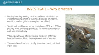 Poultry losses and One Health: Reducing losses and zoonotic risks along the poultry value chain through a One Health approach