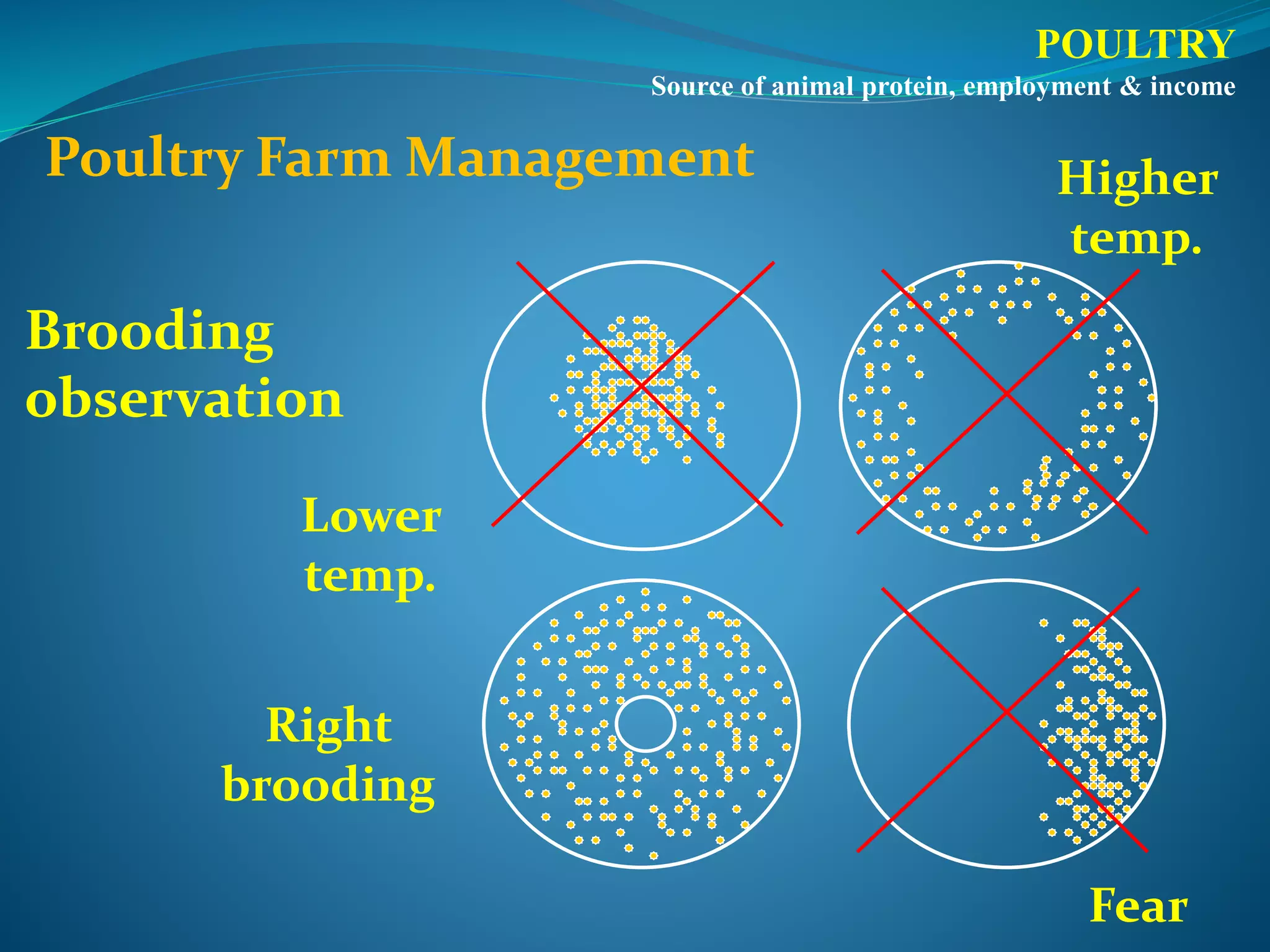 Poultry management | PPTX