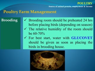 Poultry Farm Management
Brooding  Brooding room should be preheated 24 hrs
before placing birds (depending on season)
 The relative humidity of the room should
be 60-70%
 For best start, water with GLUCOVET
should be given as soon as placing the
birds in brooding house.
POULTRY
Source of animal protein, employment & income
 