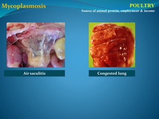 POULTRY
Source of animal protein, employment & income
Air saculitis
Mycoplasmosis
Congested lung
 