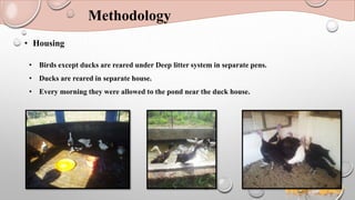 Methodology
• Housing
• Birds except ducks are reared under Deep litter system in separate pens.
• Ducks are reared in separate house.
• Every morning they were allowed to the pond near the duck house.
 