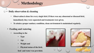 Methodology
• Feeding and watering
• According to the
• Type
• Age
• Weight and
• Physical status of the bird,
feed and water was provided.
• Daily observation & cleaning
• Observation is done for every single bird. If there was any abnormal or diseased bird,
immediately they were separated and treatments were given.
• To attain a proper sanitary condition, clean environment is maintained regularly.
 