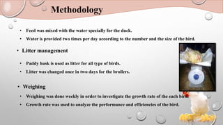 Methodology
• Feed was mixed with the water specially for the duck.
• Water is provided two times per day according to the number and the size of the bird.
• Litter management
• Paddy husk is used as litter for all type of birds.
• Litter was changed once in two days for the broilers.
• Weighing
• Weighing was done weekly in order to investigate the growth rate of the each bird.
• Growth rate was used to analyze the performance and efficiencies of the bird.
 
