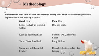 Methodology
Removal of the birds from the flock and discarded poultry birds which are inferior in appearance
or production or sick or likely to be sick
Good Hen Poor Hen
Long, Red &Full Comb &
wattles
Dry and scaly
Keen & Sparking Eyes Sunken, Dull, Abnormal
Color
Short, Color less Beak Long Yellow
Shiny and still beautiful
Feather
Rounded, lusterless later fail
fathers
 