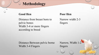 Methodology
Good Hen Poor Hen
Distance from breast born to
pelvic bones
Width 3-4 or more fingers
according to breed
Narrow width 2-3
fingers
Distance Between pelvic borne
Width 3-4 Fingers
Narrow, Width 1-2
fingers
 