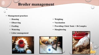 Broiler management
• Management practices
• Housing
• Observing
• Feeding
• Watering
• Litter management
• Weighing
• Vaccination
• Providing Chick Tonic + B-Complex
• Slaughtering
 
