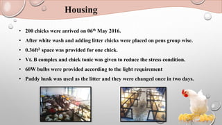 Housing
• 200 chicks were arrived on 06th May 2016.
• After white wash and adding litter chicks were placed on pens group wise.
• 0.36ft2 space was provided for one chick.
• Vt. B complex and chick tonic was given to reduce the stress condition.
• 60W bulbs were provided according to the light requirement
• Paddy husk was used as the litter and they were changed once in two days.
 