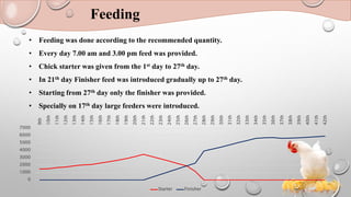 Feeding
0
1000
2000
3000
4000
5000
6000
7000
9th
10th
11th
12th
13th
14th
15th
16th
17th
18th
19th
20th
21th
22th
23th
24th
25th
26th
27th
28th
29th
30th
31th
32th
33th
34th
35th
36th
37th
38th
39th
40th
41th
42th
Starter Finisher
• Feeding was done according to the recommended quantity.
• Every day 7.00 am and 3.00 pm feed was provided.
• Chick starter was given from the 1st day to 27th day.
• In 21th day Finisher feed was introduced gradually up to 27th day.
• Starting from 27th day only the finisher was provided.
• Specially on 17th day large feeders were introduced.
 