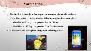 Vaccination
• Vaccination is done in order to prevent common diseases in broilers.
• According to the recommendation following vaccinations were given.
• Gumboro – 8th day – prevent Bursal disease
• Ranikhet – 13th day – prevent New Castle disease
• All vaccinations were given orally with drinking water.
 