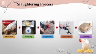 Slaughtering Process
Starvation Weighing Decapitation Evisceration Packing
 