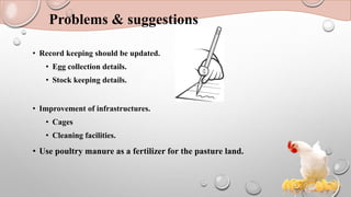 Problems & suggestions
• Record keeping should be updated.
• Egg collection details.
• Stock keeping details.
• Improvement of infrastructures.
• Cages
• Cleaning facilities.
• Use poultry manure as a fertilizer for the pasture land.
 
