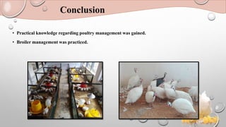 Conclusion
• Practical knowledge regarding poultry management was gained.
• Broiler management was practiced.
 