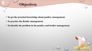 Objectives
• To get the practical knowledge about poultry management.
• To practice the Broiler management.
• To identify the problem in the poultry and broiler management.
 