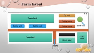 Farm layout
Cattle unit Cattle unit Poultry house
Poultry house
Pig unit
Grass land
Grass land
Grass land
Grass
land
Duck unit
N
Entranc
e
 